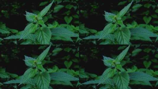 荨麻 植物 绿色高清在线视频素材下载