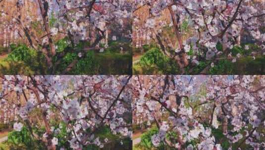 移动轨道拍摄杏树花枝特写系列高清在线视频素材下载