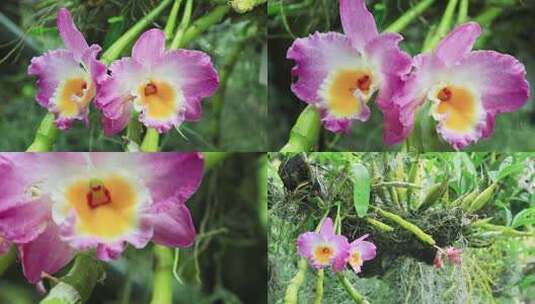 紫红色石斛兰花紫兰花朵紫花兰草高清在线视频素材下载