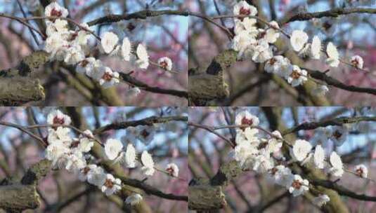 春季白色梅花景观高清在线视频素材下载