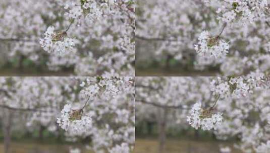 樱花空镜-特写-16高清在线视频素材下载