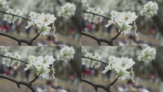 春天成都植物园梨花开市民游客梨园赏花游览高清在线视频素材下载