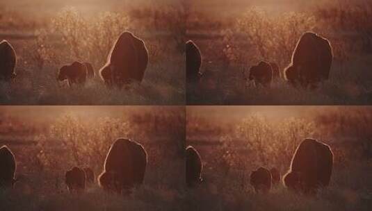 日落时分野牛在草原上吃草高清在线视频素材下载