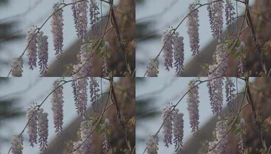 春天盛开的紫藤花高清在线视频素材下载