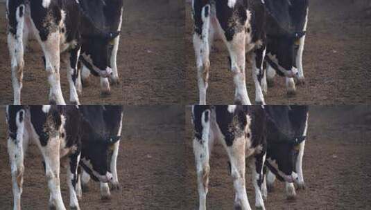 奶牛 小奶牛 奶牛场 奶牛养殖 (202)高清在线视频素材下载