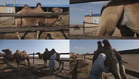 Y1内蒙古乌兰察布四子王旗挤骆驼奶1高清在线视频素材下载
