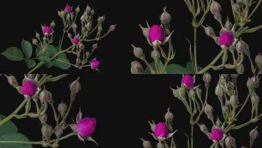 蔷薇花生长延时高清在线视频素材下载