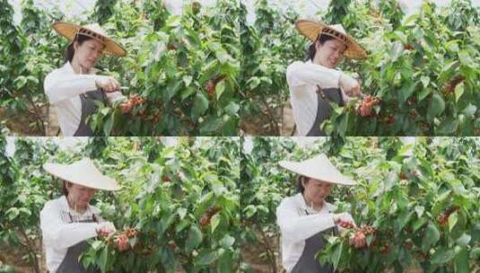 农业人员在樱桃园摘樱桃高清在线视频素材下载