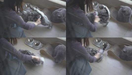 撸猫家猫阳台给猫咪刮猫毛高清在线视频素材下载