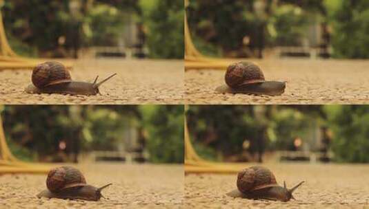 蜗牛爬行特写生命奋斗意义高清在线视频素材下载