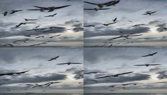 海面飞翔的海鸥慢动作高清在线视频素材下载