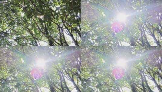 森林里的明媚阳光高清在线视频素材下载