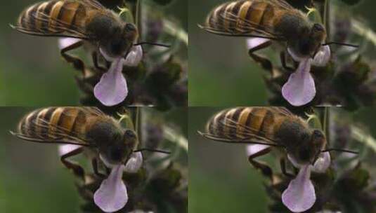蜜蜂采蜜近景实拍高清在线视频素材下载