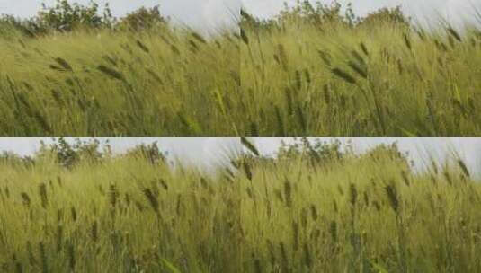 风吹农田的小麦高清在线视频素材下载