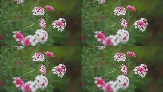 草原野花特写高清在线视频素材下载