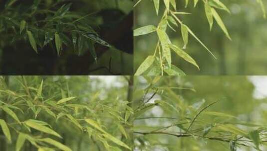 【竹林雨天合集】雨天竹林滴水竹叶叶子高清在线视频素材下载