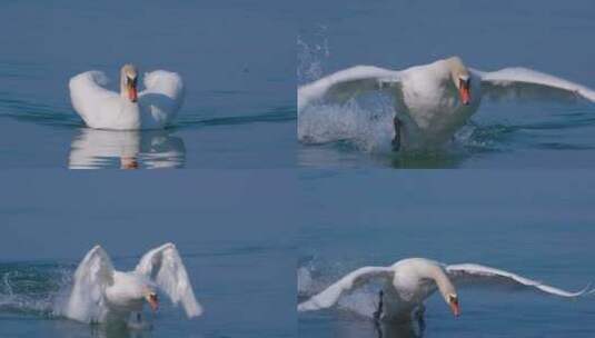 水面上起飞的大白鹅飞翔飞行高清在线视频素材下载