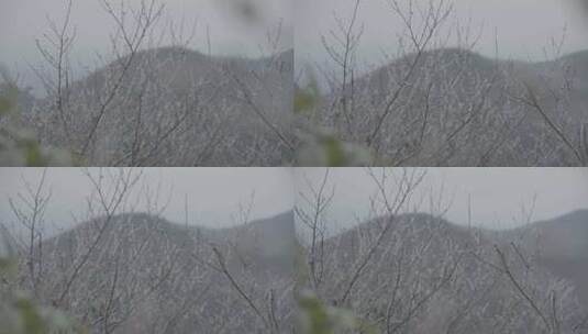 冰冻的树木树枝冰柱4K slog3实拍素材高清在线视频素材下载