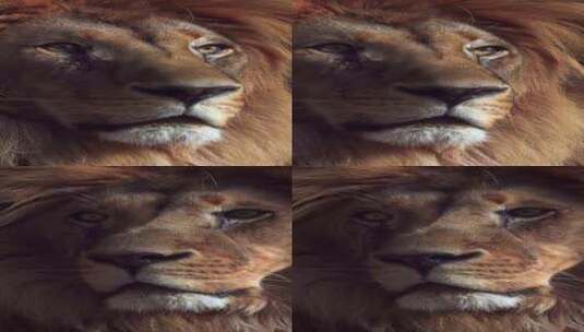 美丽狮子的肖像高清在线视频素材下载