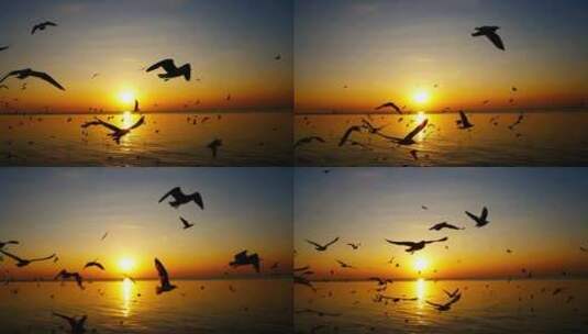 日落海鸥在海面上盘旋高清在线视频素材下载