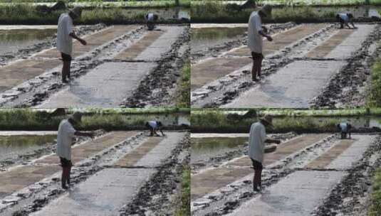 农民撒播水稻种子春天立春雨水芒种小满稻谷高清在线视频素材下载