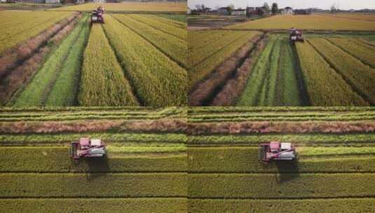无人机低空航拍拍机械收割水稻的场景高清在线视频素材下载