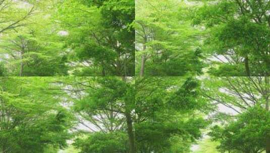 清新静谧绿色树林树木高清在线视频素材下载