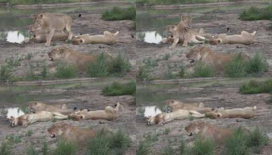 一群狮子在水坑边一起休息。高清在线视频素材下载