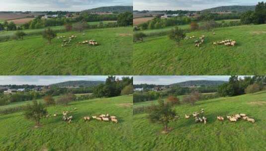 草地上的一群羊高清在线视频素材下载