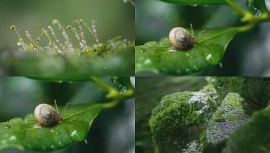 生命 自然 绿色高清在线视频素材下载