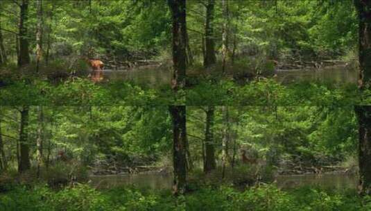 森林里一只马鹿高清在线视频素材下载