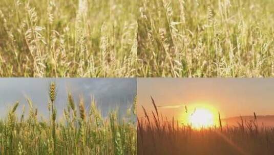 【合集】小麦的生长过程 阳光普照绿色高清在线视频素材下载