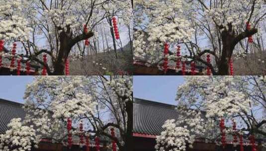 中国杭州法喜寺白玉兰 花开满枝头高清在线视频素材下载