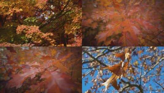 秋天、秋季、秋意、黄叶、落叶高清在线视频素材下载