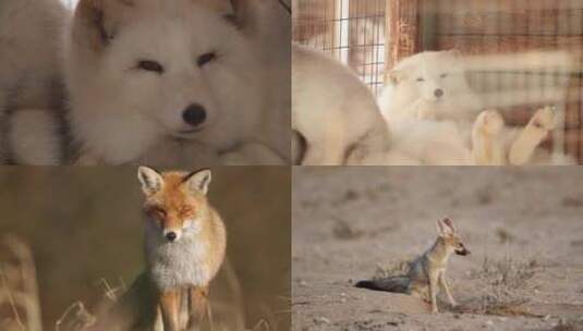[合集]狐狸沙漠狐雪地高清在线视频素材下载