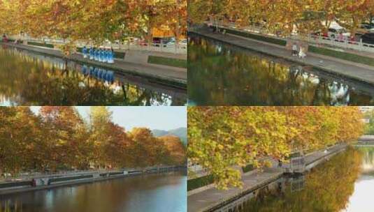 美好生活秋天的梧桐树4K高清在线视频素材下载
