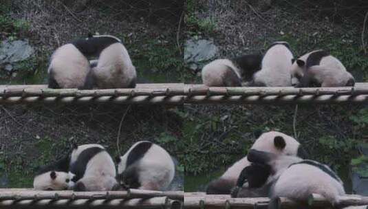 熊猫嬉戏打闹高清在线视频素材下载