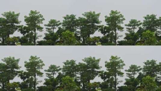 公园树木下雨雨水雨季雨景高清在线视频素材下载