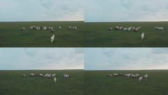 草原上奔跑的骏马高清在线视频素材下载