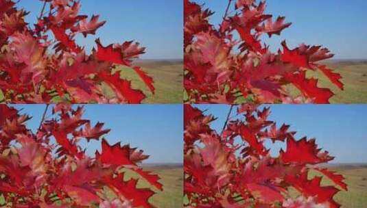 4k秋天红色的树叶高清在线视频素材下载