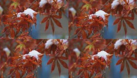 冬天唯美雪景绿叶红花上的雪高清在线视频素材下载