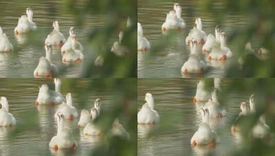 农村散养大白鹅土鹅池塘游泳高清在线视频素材下载