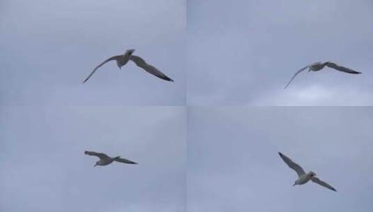 海鸥 天空 飞行 鸟类高清在线视频素材下载