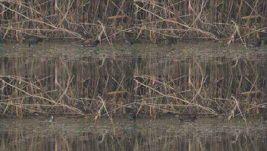 秋天沼泽湿地芦苇丛黑水鸡高清在线视频素材下载