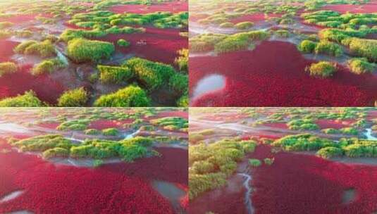 4K湿地辽河口盘锦红海滩丹顶鹤色彩红色高清在线视频素材下载
