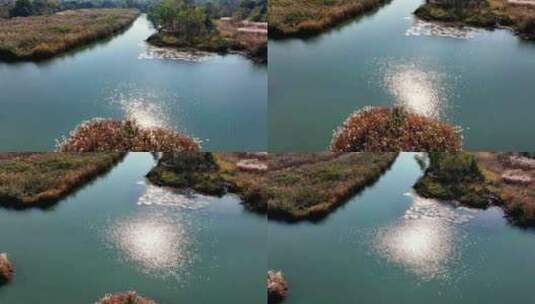 杭州西溪湿地秋意浓航拍高清在线视频素材下载