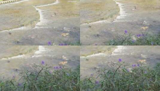 4K实拍河水流淌花朵特写空境高清在线视频素材下载