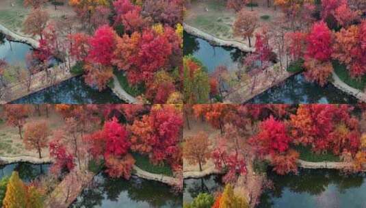 苏州天平山风景名胜区层林尽染唯美秋景高清在线视频素材下载