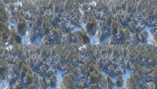 下雪时的绿色樟子松松林航拍高清在线视频素材下载