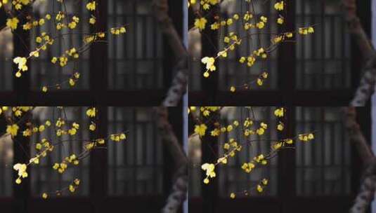 江南园林南京夫子庙瞻园古风窗前的腊梅花高清在线视频素材下载